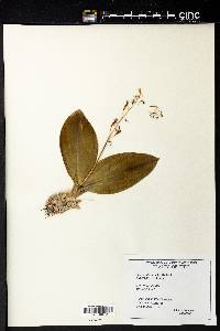 Liparis liliifolia image