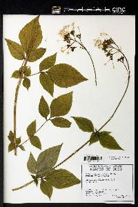 Valeriana pauciflora image
