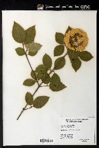 Image Associated With the Occurence