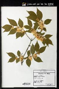 Lonicera xylosteum image