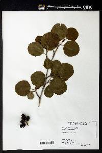 Alnus glutinosa image