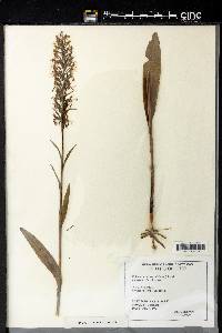 Platanthera lacera image