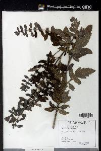 Dasistoma macrophylla image