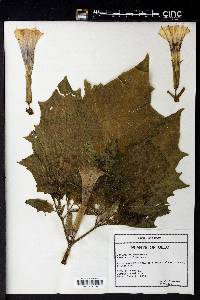 Datura stramonium image