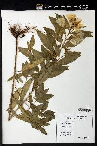 Oenothera pilosella image