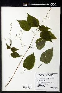 Circaea canadensis image