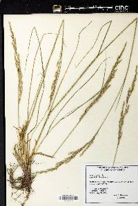 Festuca ovina image