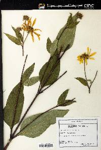 Helianthus strumosus image
