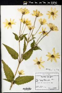 Helianthus decapetalus image