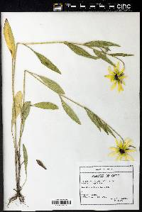 Helianthus angustifolius image