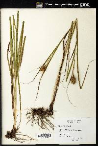 Carex squarrosa image