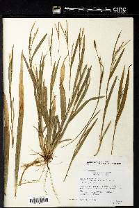 Carex flaccosperma image