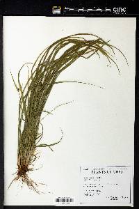 Carex jamesii image