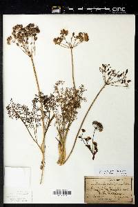 Lomatium grayi image