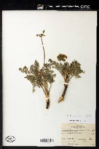 Lomatium foeniculaceum image