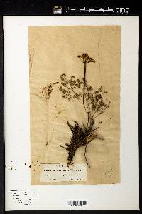 Peucedanum millefolium image