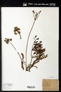 Peucedanum californicum image