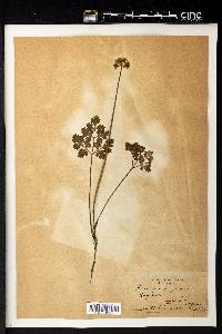 Lomatium parvifolium image