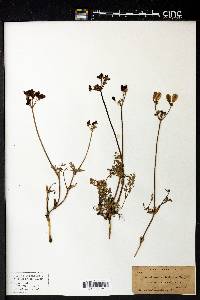 Peucedanum utriculatum image