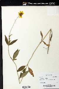 Coreopsis pubescens image