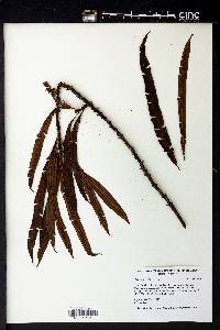 Oleandra neriiformis image