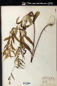 Solidago caesia var. axillaris image