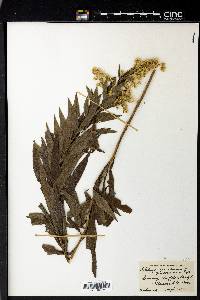 Solidago canadensis var. gilvocanescens image