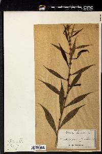 Solidago curtisii image