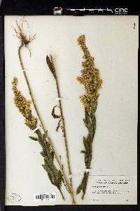 Solidago elongata image