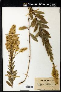 Solidago elongata image