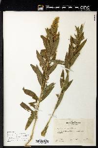 Solidago elongata image