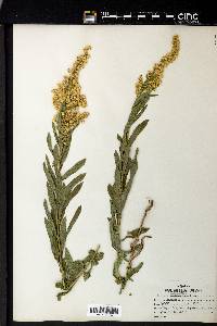 Solidago elongata image