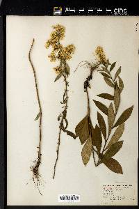 Solidago erecta image