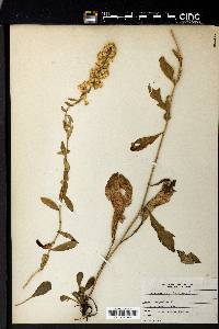 Solidago erecta image