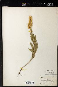 Solidago velutina image