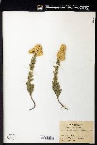 Solidago mollis image