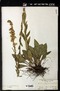 Solidago perlonga image