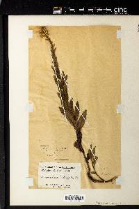 Solidago pilosa image