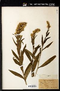 Solidago sempervirens image