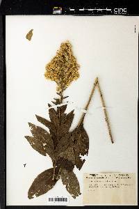 Solidago speciosa image