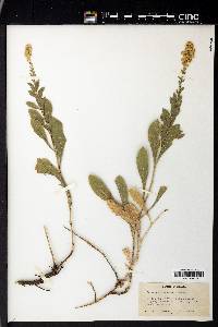 Solidago velutina image