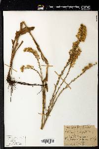 Solidago stricta image