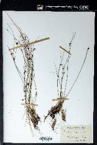 Juncus trifidus image