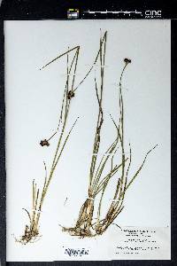 Juncus tracyi image