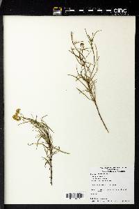 Flaveria linearis image