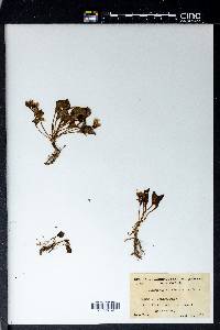 Claytonia nevadensis image