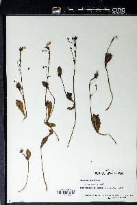 Claytonia sibirica image