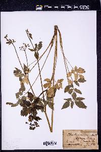 Thaspium trifoliatum var. aureum image