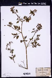 Thaspium barbinode image