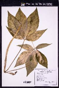 Arisaema quinatum image